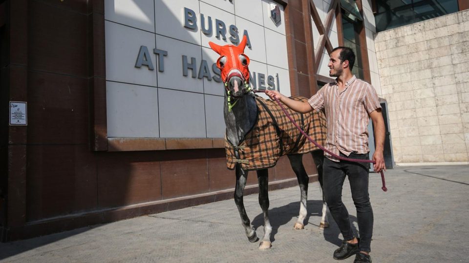 Bursa At Hastanesi’nde yarış atları 7/24 tedavi ediliyor